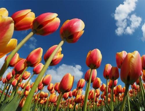 Festival des tulipes, Didima